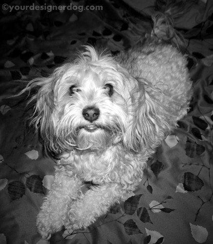 dogs, designer dogs, yorkipoo, yorkie poo, black and white photography, dog smiling, bad hair day