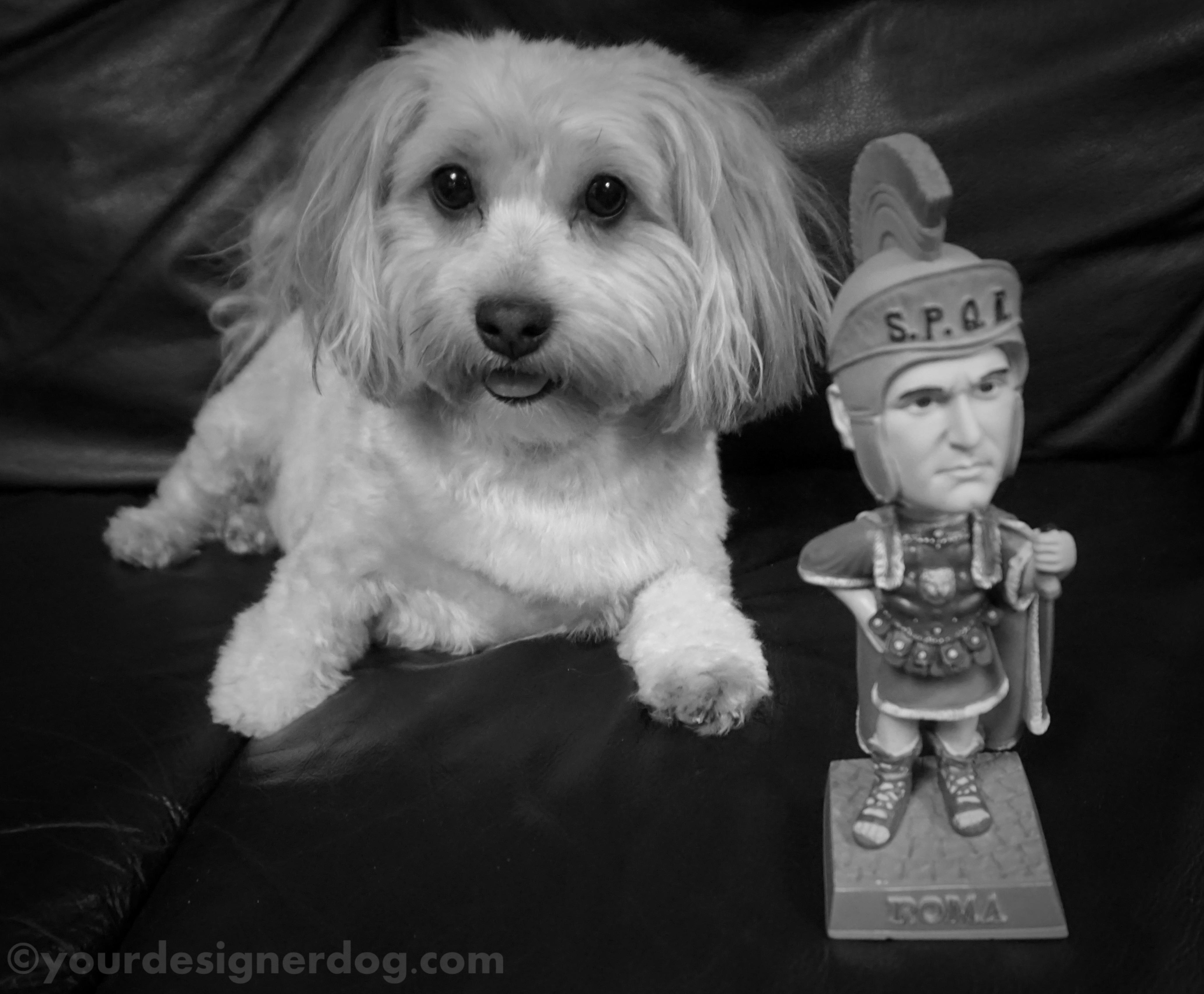dogs, designer dogs, yorkipoo, yorkie poo, black and white photography, roman, centurion, ides of march, bobble head