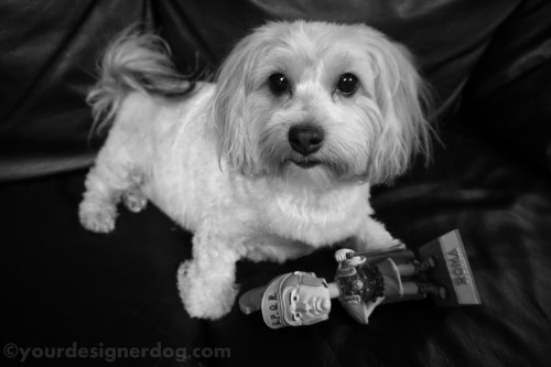 dogs, designer dogs, yorkipoo, yorkie poo, black and white photography, roman, centurion, ides of march, bobble head