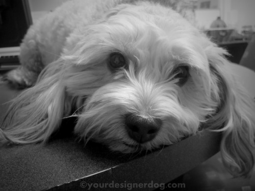 dogs, designer dogs, yorkipoo, yorkie poo, black and white photography, dogs at work