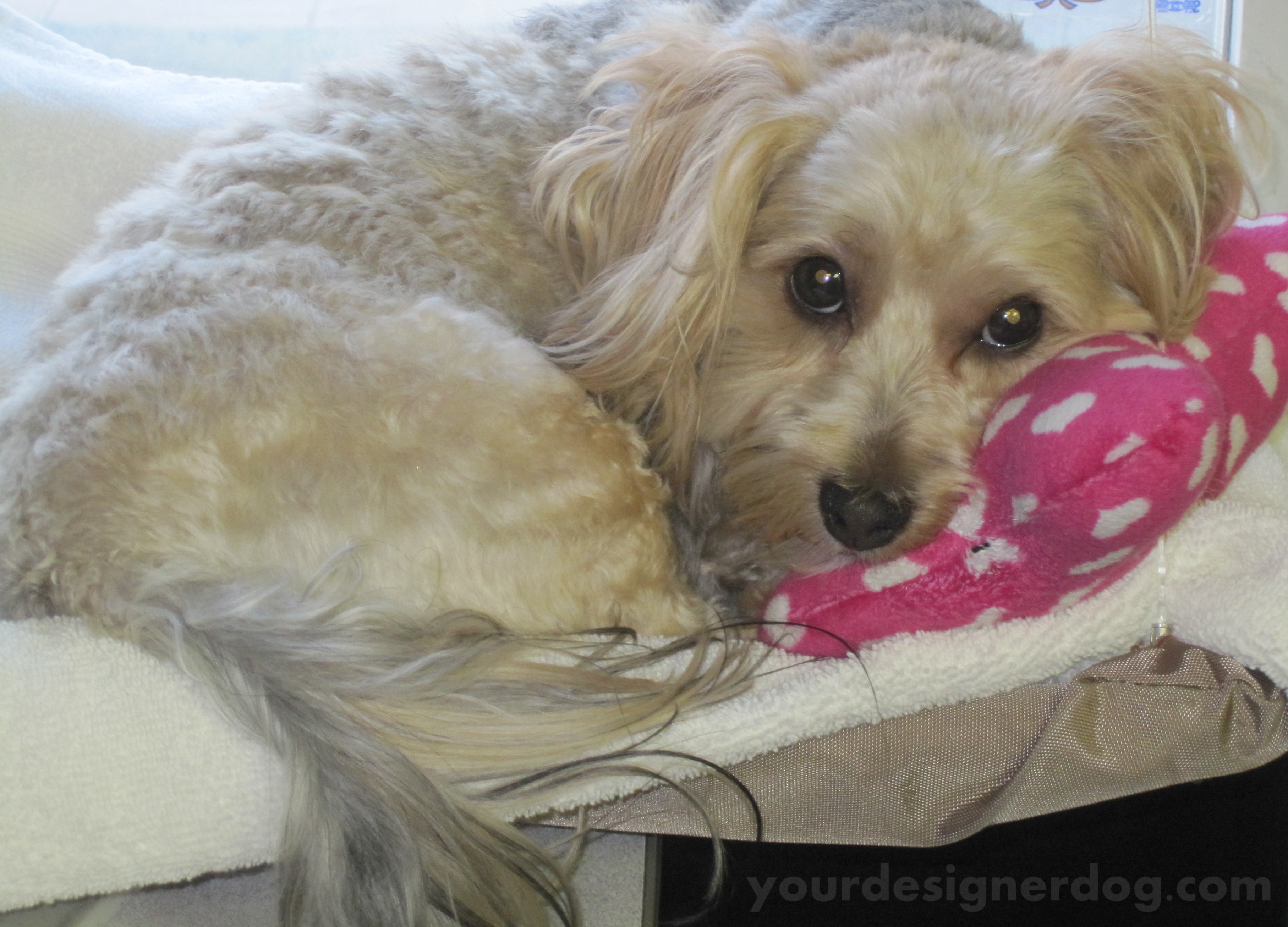 dogs, designer dogs, yorkipoo, yorkie poo, sleepy puppy, curled up
