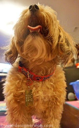 dogs, designer dogs, yorkipoo, yorkie poo, hot dog collars, reviews, contests, dog tags, Rubit