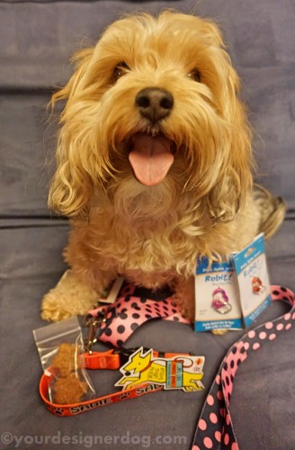 dogs, designer dogs, yorkipoo, yorkie poo, hot dog collars, reviews, contests, tongue out