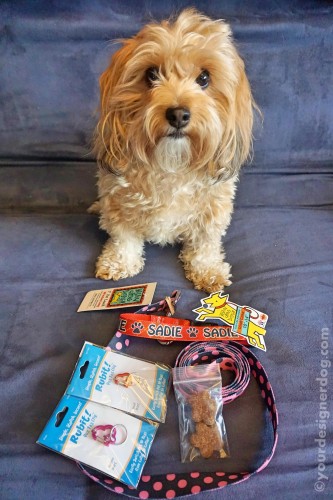 dogs, designer dogs, yorkipoo, yorkie poo, hot dog collars, reviews, contests