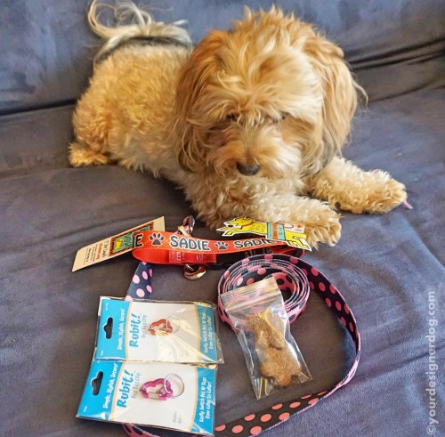 dogs, designer dogs, yorkipoo, yorkie poo, hot dog collars, reviews, contests