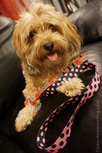 dogs, designer dogs, yorkipoo, yorkie poo, hot dog collars, reviews, contests, leash, personalized