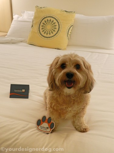 dogs, designer dogs, yorkipoo, yorkie poo, hotel, dog-friendly, hotel room, bed, dog smiling