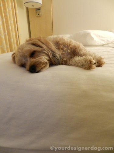 dogs, designer dogs, yorkipoo, yorkie poo, hotel, dog-friendly, hotel room, bed, sleepy puppy