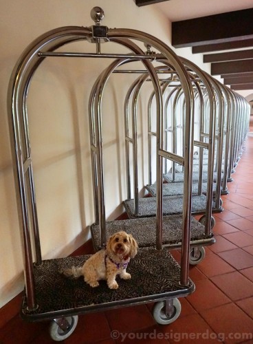 dogs, designer dogs, yorkipoo, yorkie poo, hotel, dog-friendly, luggage cart