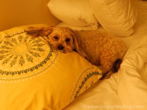 dogs, designer dogs, yorkipoo, yorkie poo, hotel, dog-friendly, hotel room, bed, sleepy puppy