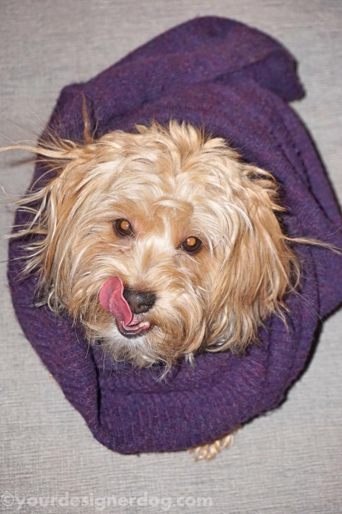 dogs, designer dogs, yorkipoo, yorkie poo, nest, dog smiling, tongue out