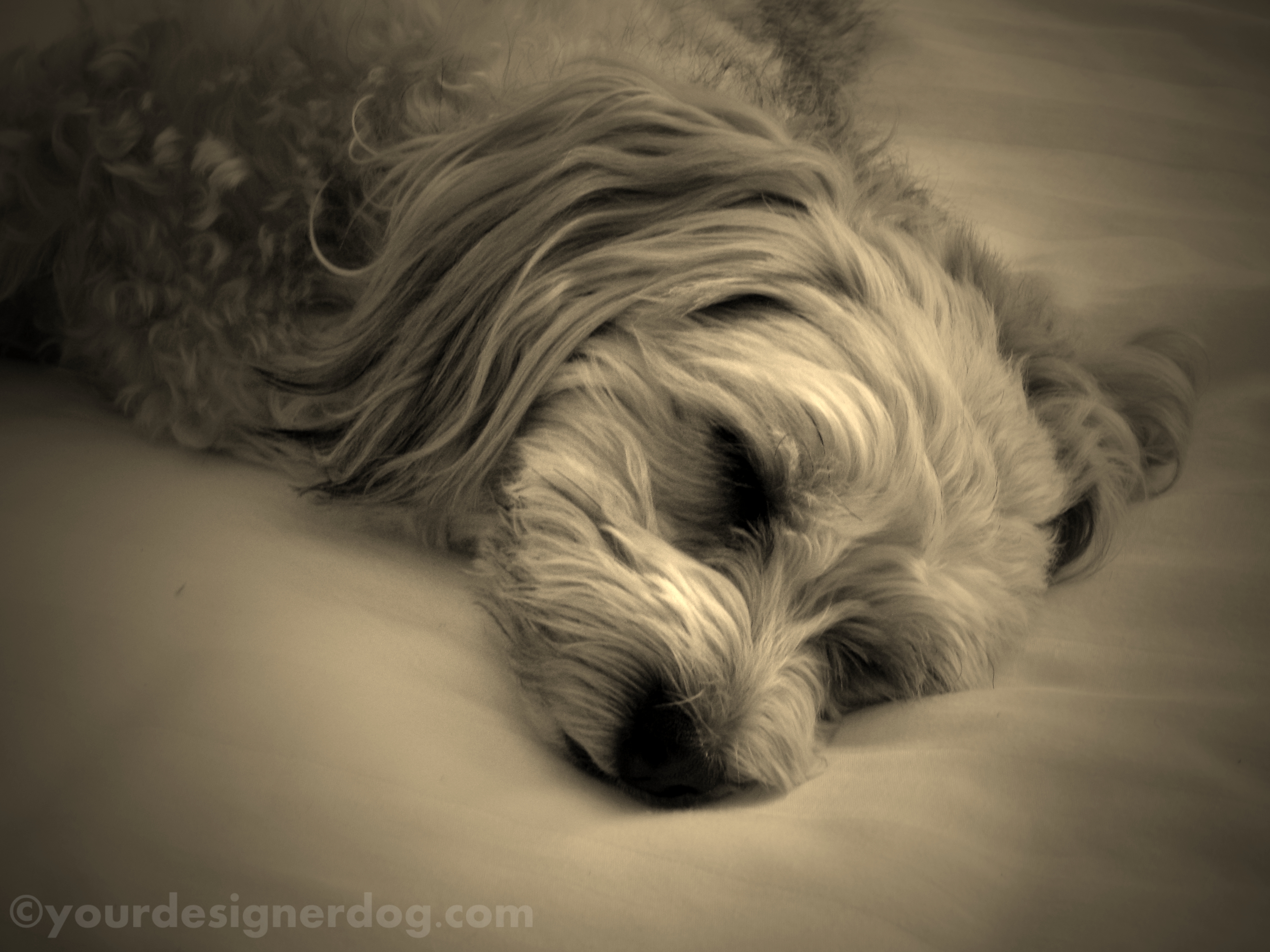 dogs, designer dogs, yorkipoo, yorkie poo, sleepy puppy, sepia photography
