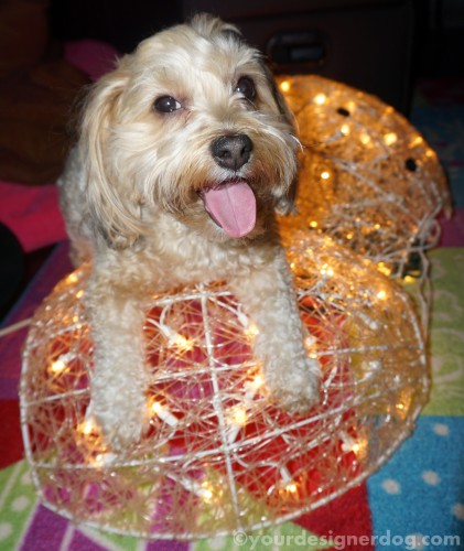 dogs, designer dogs, yorkipoo, yorkie poo, winter, snowman, decorations, tongue out
