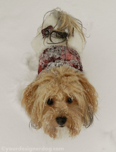 dogs, designer dogs, yorkipoo, yorkie poo, snow, winter