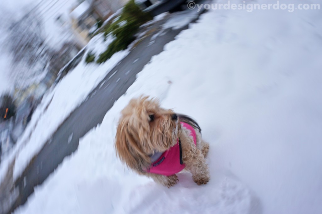dogs, designer dogs, yorkipoo, yorkie poo, winter, snow, bloopers, outtakes
