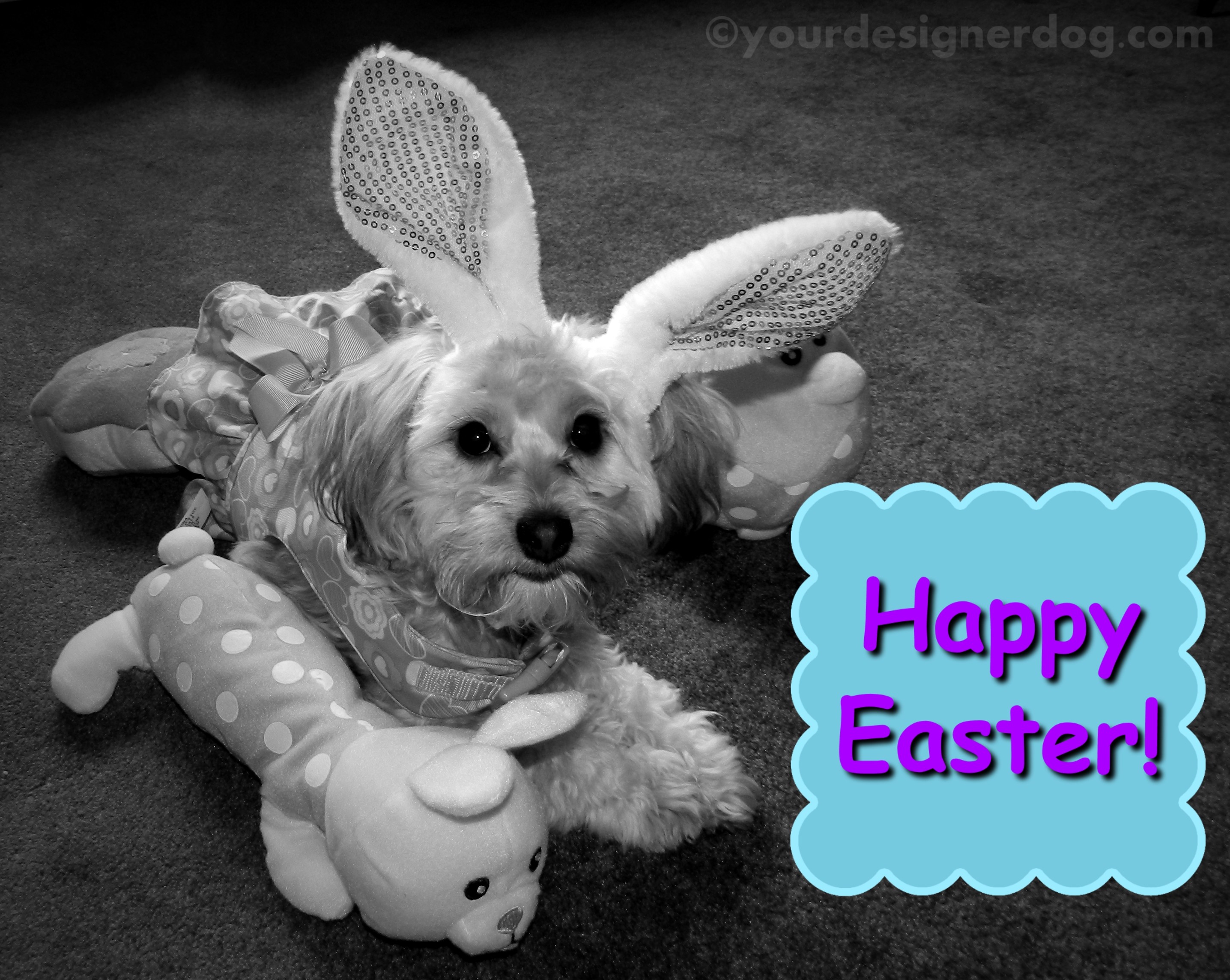 dogs, designer dogs, yorkipoo, yorkie poo, black and white photography, easter, bunny