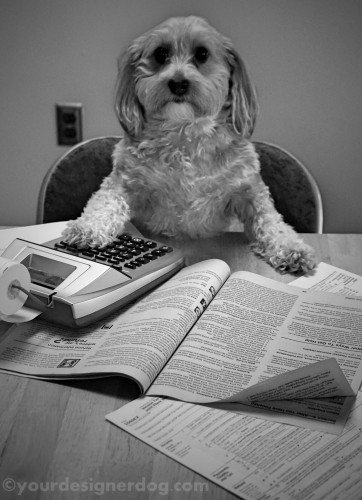 dogs, designer dogs, yorkipoo, yorkie poo, black and white photography, taxes, homework