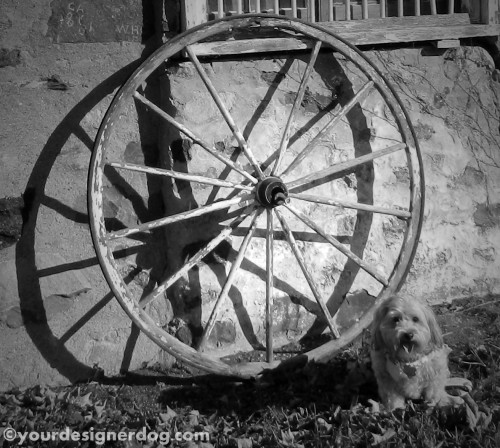 dogs, designer dogs, yorkipoo, yorkie poo, black and white photography, wagon wheel