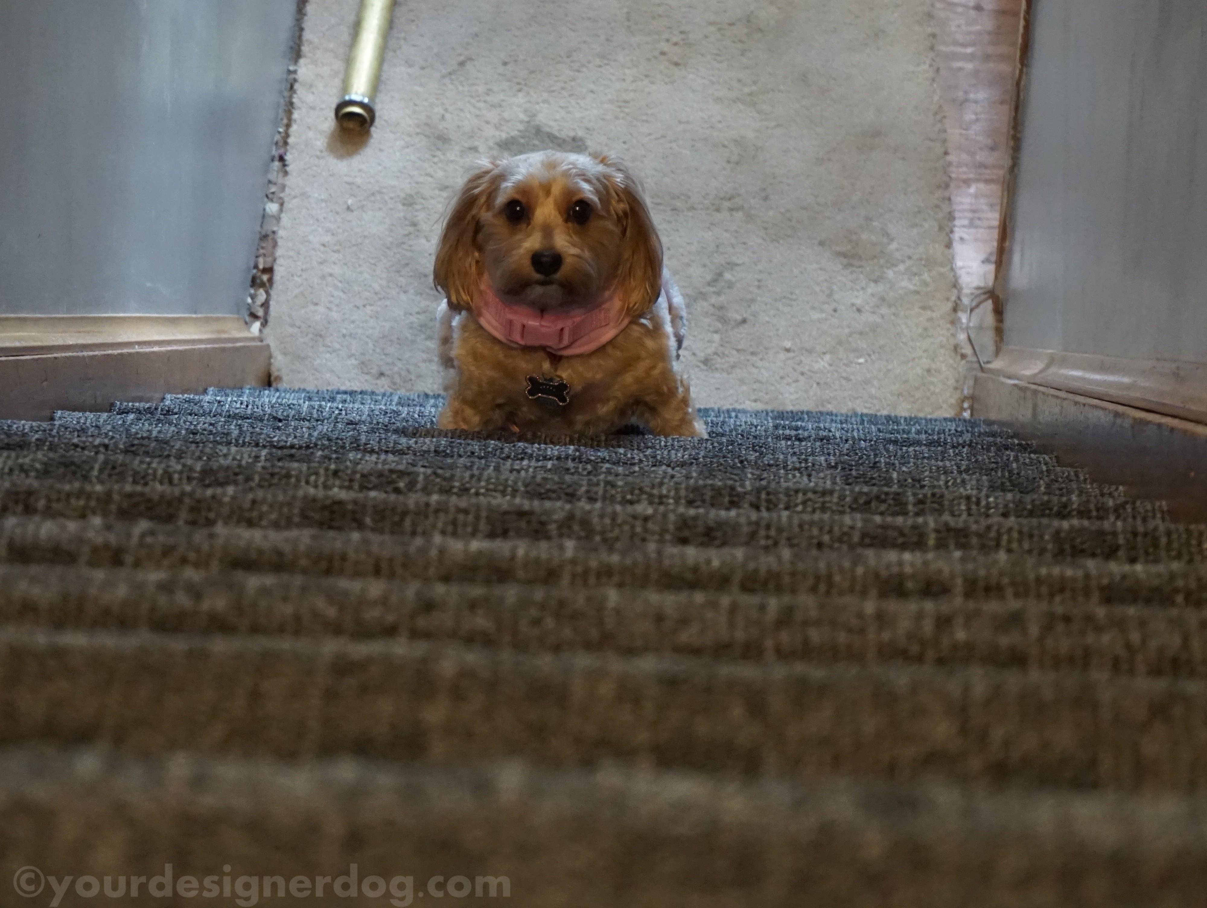 dogs, designer dogs, yorkipoo, yorkie poo, stairs, carpet