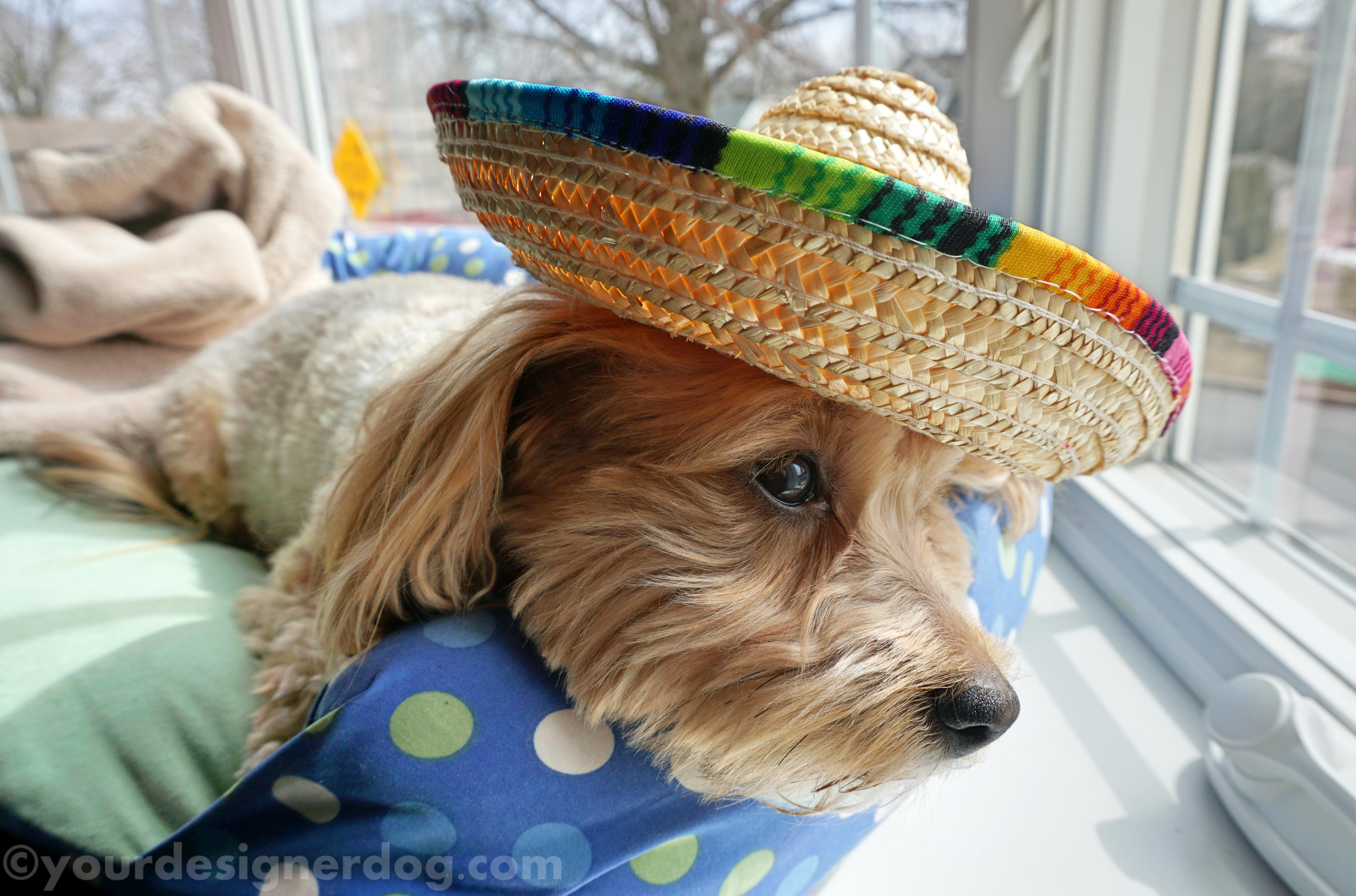 dogs, designer dogs, sombrero, sleepy puppy, siesta, cinco de mayo, mexican