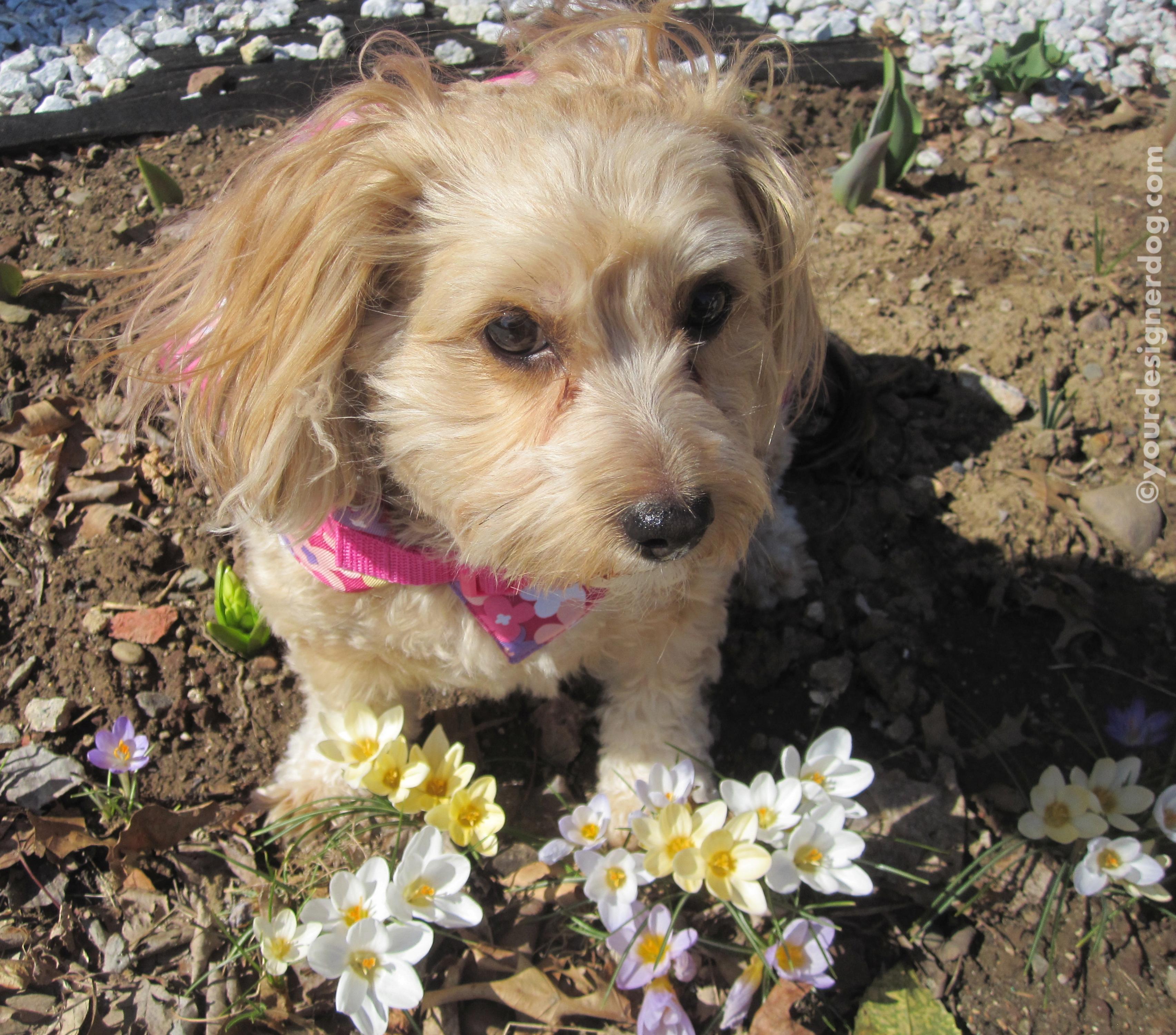 dogs, designer dogs, yorkipoo, yorkie poo, dogs with flowers, spring, crocus