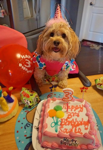 dogs, designer dogs, yorkipoo, yorkie poo, birthday