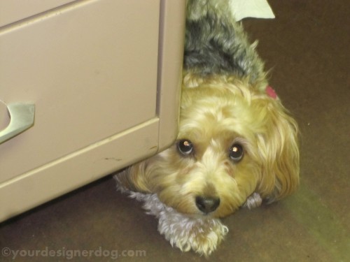 dogs, designer dogs, yorkipoo, yorkie poo, below, chair, dogs at work