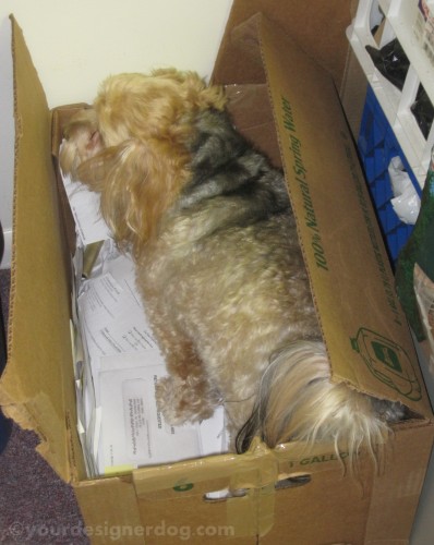 dogs, designer dogs, yorkipoo, yorkie poo, dog bone, recycling, dogs at work, burying