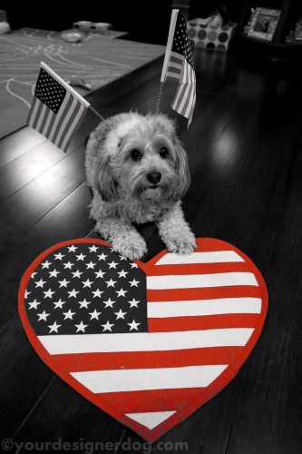 dogs, designer dogs, yorkipoo, yorkie poo, memorial day, flag, patriotic, black and white photography