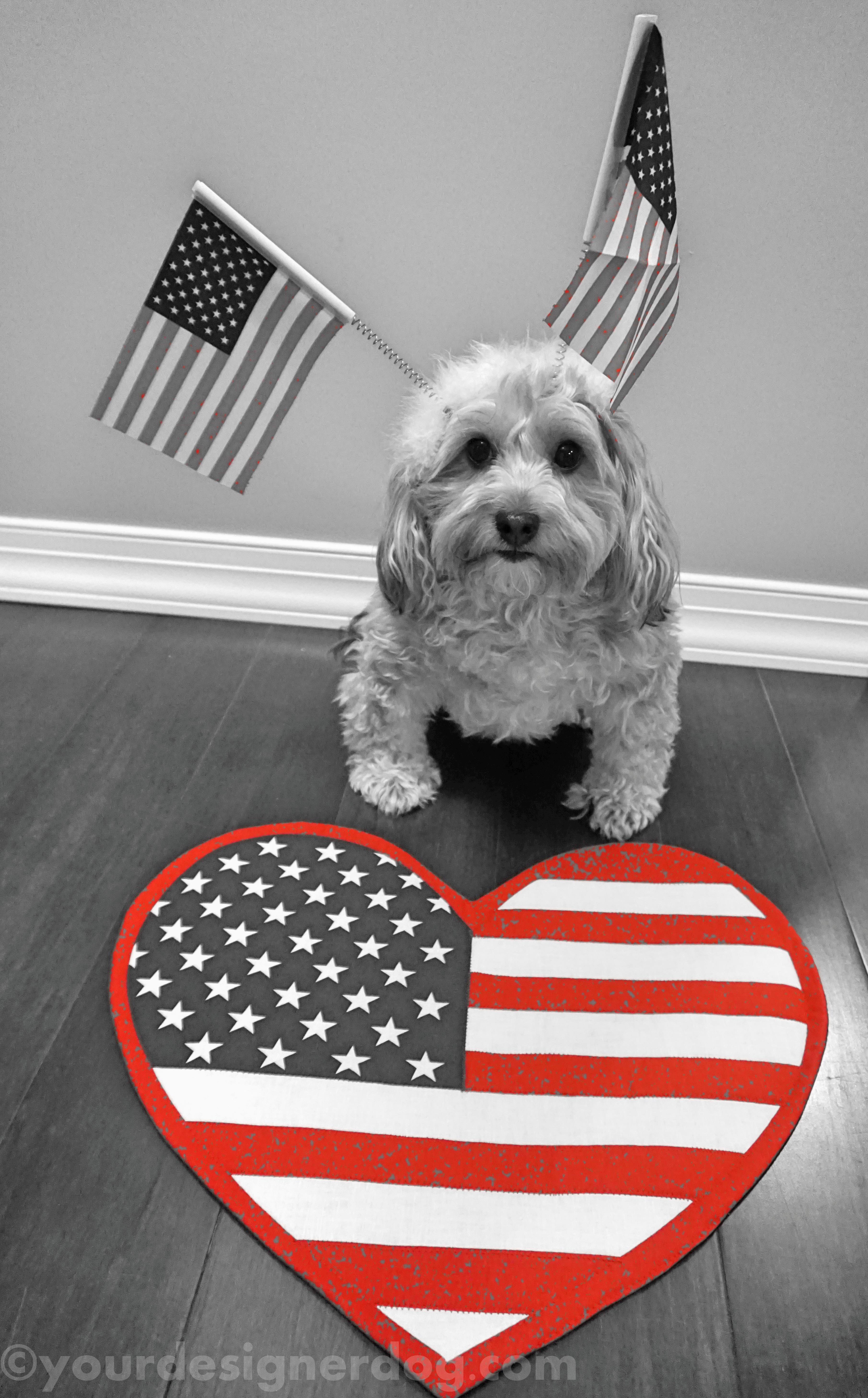 dogs, designer dogs, yorkipoo, yorkie poo, memorial day, flag, patriotic, black and white photography