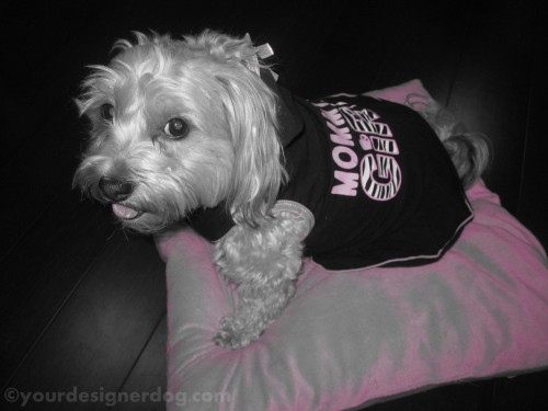 dogs, designer dogs, yorkipoo, yorkie poo, black and white photography, mother's day, mommy's girl