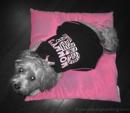 dogs, designer dogs, yorkipoo, yorkie poo, black and white photography, mother's day, mommy's girl