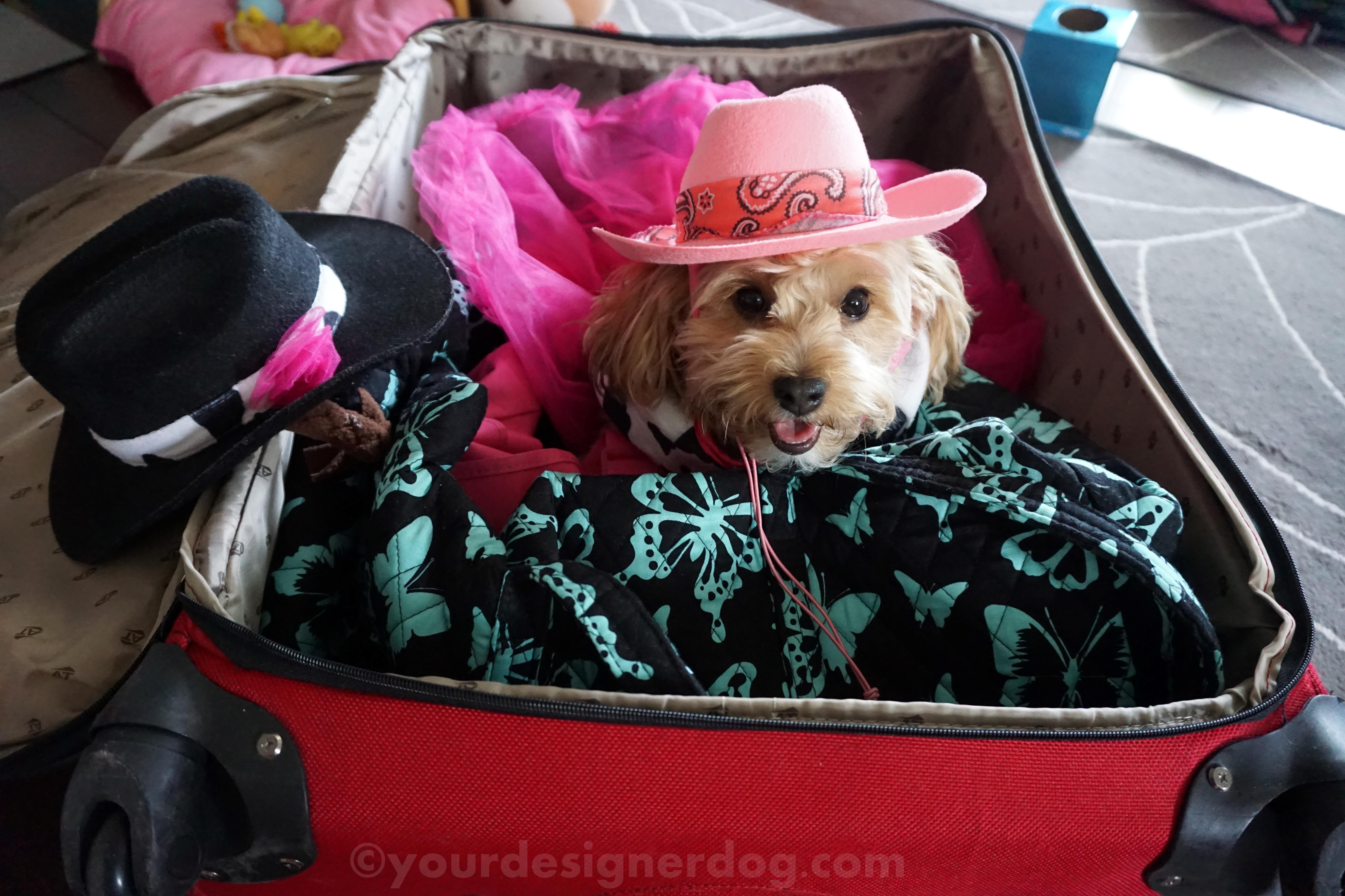 dogs, designer dogs, yorkipoo, yorkie poo, travel, suitcase, cowgirl