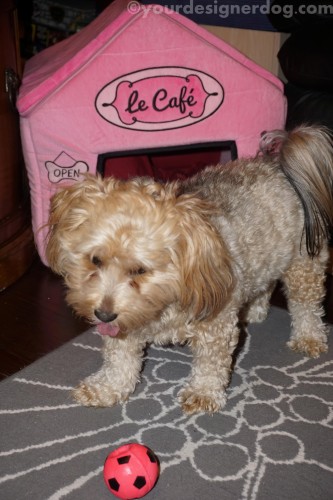 dogs, designer dogs, yorkipoo, yorkie poo, squeaky ball, dog house, mischief