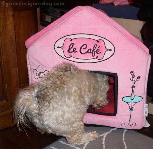 dogs, designer dogs, yorkipoo, yorkie poo, squeaky ball, dog house, mischief