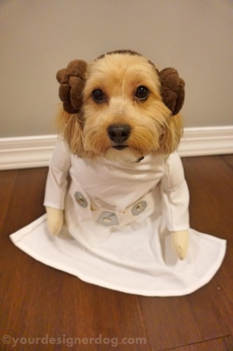 dogs, designer dogs, yorkipoo, yorkie poo, star wars day, princess leia, dog costume, yoda