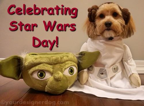 dogs, designer dogs, yorkipoo, yorkie poo, star wars day, princess leia, dog costume, yoda