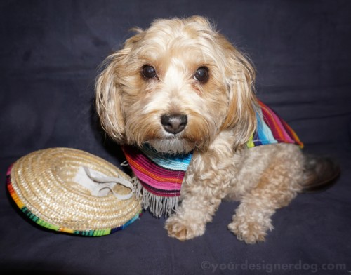 dogs, designer dogs, yorkipoo, yorkie poo, mexican, cinco de mayo, poncho, sombrero, dog costume