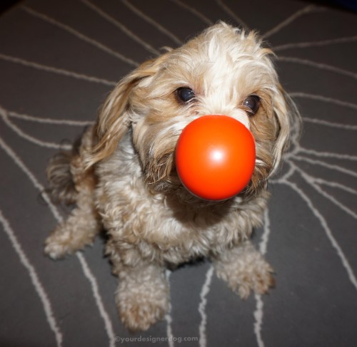 dogs, designer dogs, yorkipoo, yorkie poo, red nose, charity, comedy