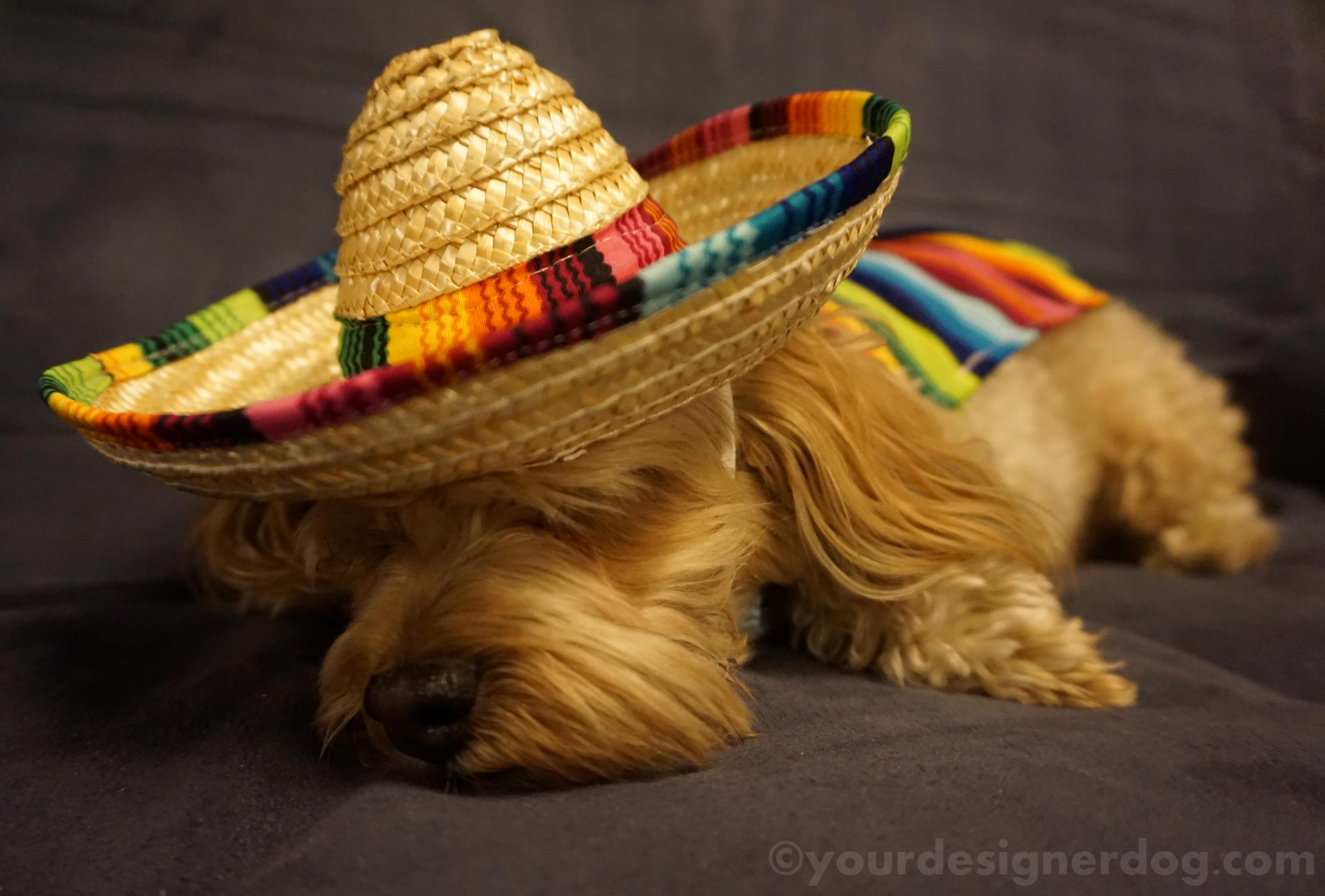 dogs, designer dogs, yorkipoo, yorkie poo, mexican, sombrero, poncho, siesta