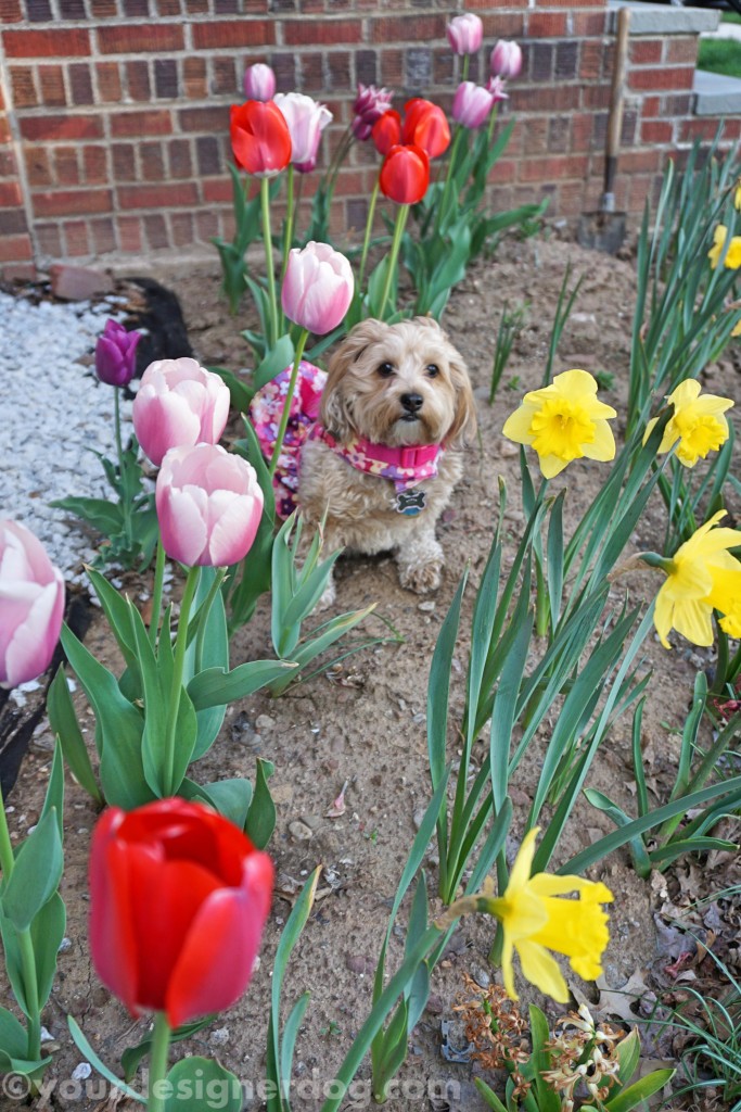 dogs, designer dogs, yorkipoo, yorkie poo, dogs with flowers, dog smiling, tongue out, photography tips, spring