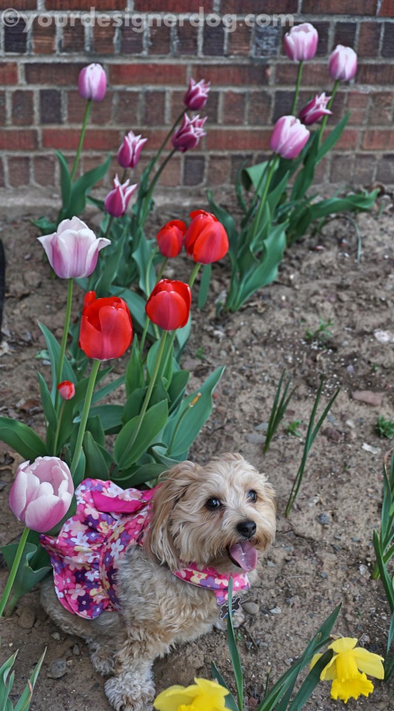 dogs, designer dogs, yorkipoo, yorkie poo, dogs with flowers, dog smiling, tongue out, photography tips, spring