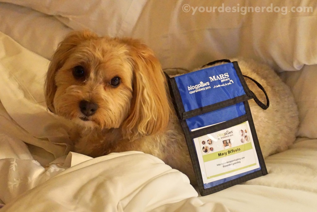 dogs, designer dogs, yorkipoo, yorkie poo, blogpaws, blogging conference, seminar