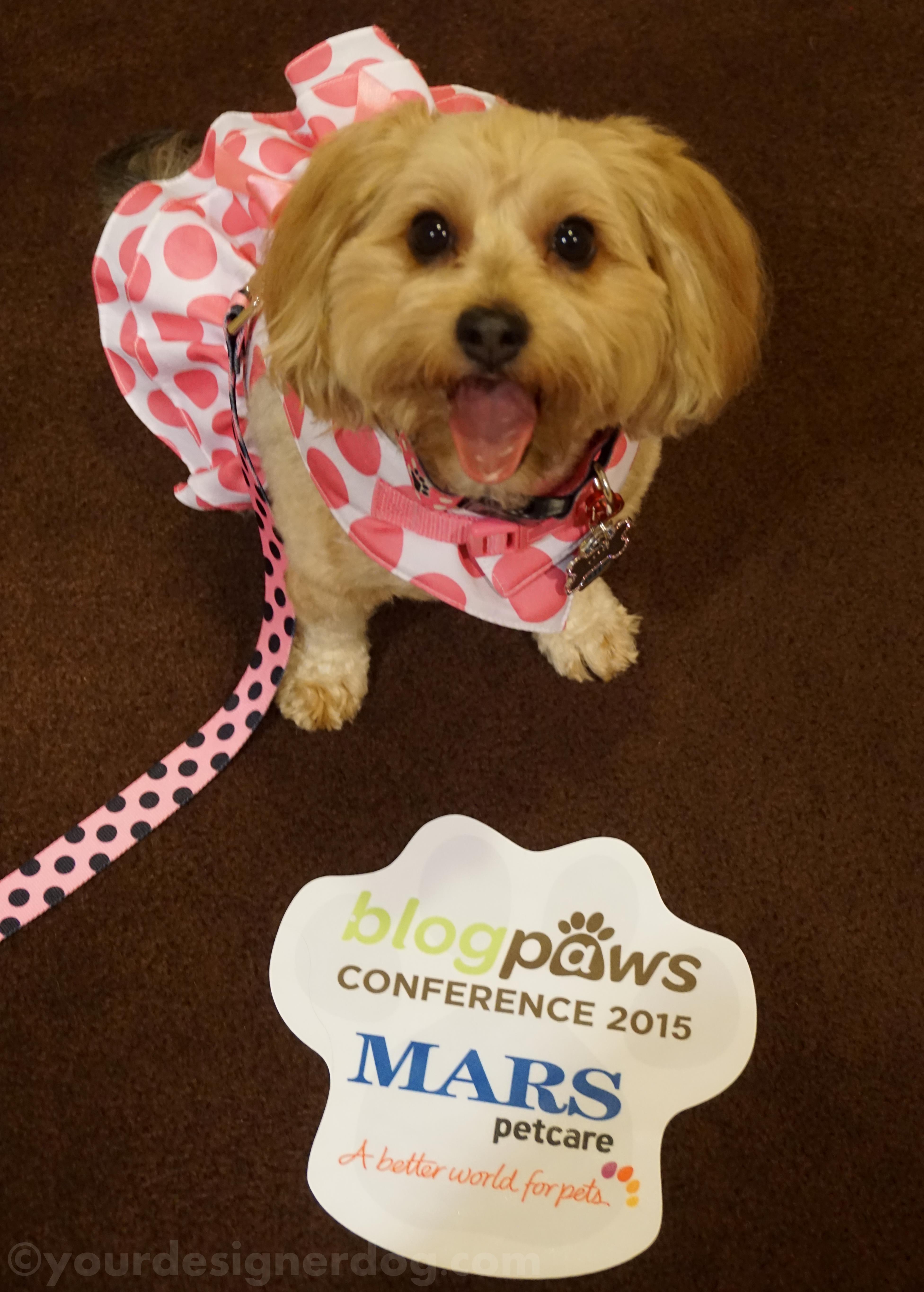 dogs, designer dogs, yorkipoo, yorkie poo, blogpaws, blogging conference