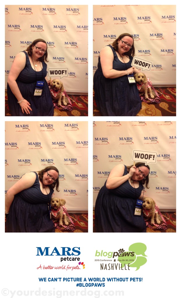 dogs, designer dogs, yorkipoo, yorkie poo, blogpaws, blogging conference