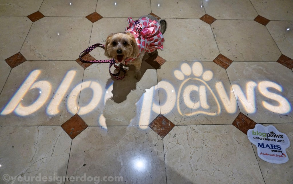 dogs, designer dogs, yorkipoo, yorkie poo, blogpaws, blogging conference