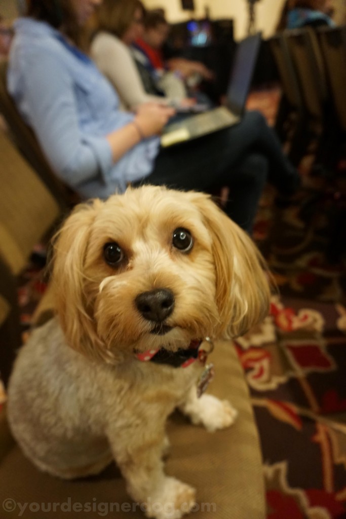 dogs, designer dogs, yorkipoo, yorkie poo, blogpaws, blogging conference, seminar