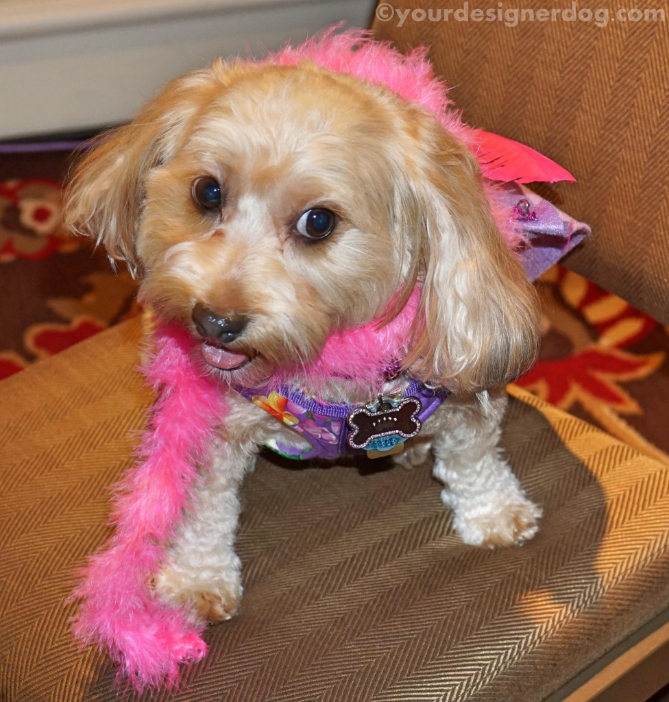 dogs, designer dogs, yorkipoo, yorkie poo, blogpaws, blogging conference