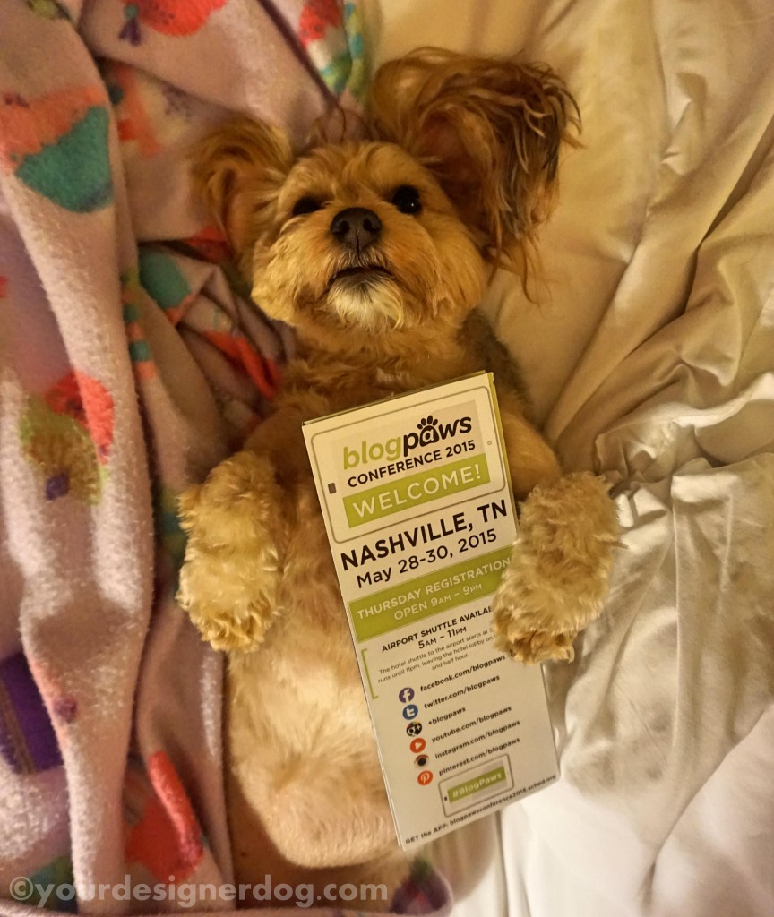 dogs, designer dogs, sleepy puppy, yorkipoo, yorkie poo, blogpaws, blogging conference