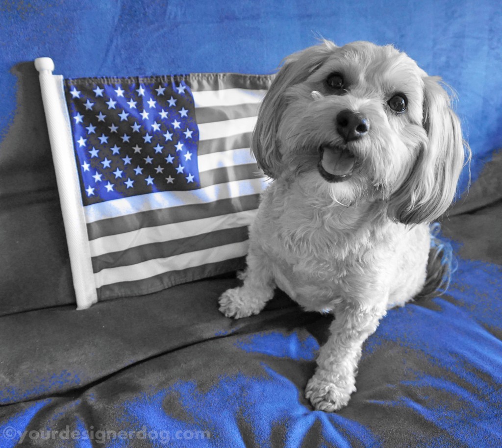 dogs, designer dogs, yorkipoo, yorkie poo, patriotic, american flag, black and white photography